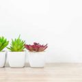 Pflanzen als Gestaltungselemente: Die Rolle von Zimmerpflanzen im deutschen Interior Design
