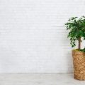 Pflanzen im Japandi: Grüne Akzente für eine harmonische Atmosphäre